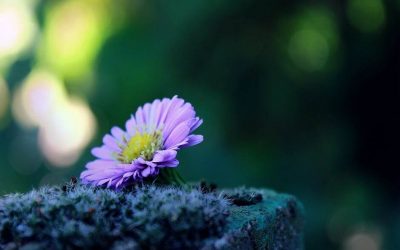 Harnessing the hidden talents of introverted leaders